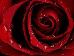 Красивые картинки розы